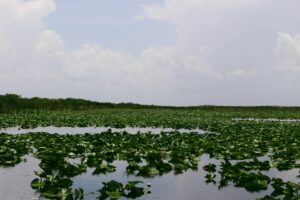 Is the Everglades Airboat Tour Worth It?