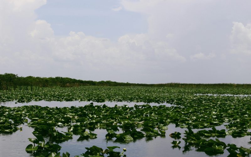 Is the Everglades Airboat Tour Worth It?